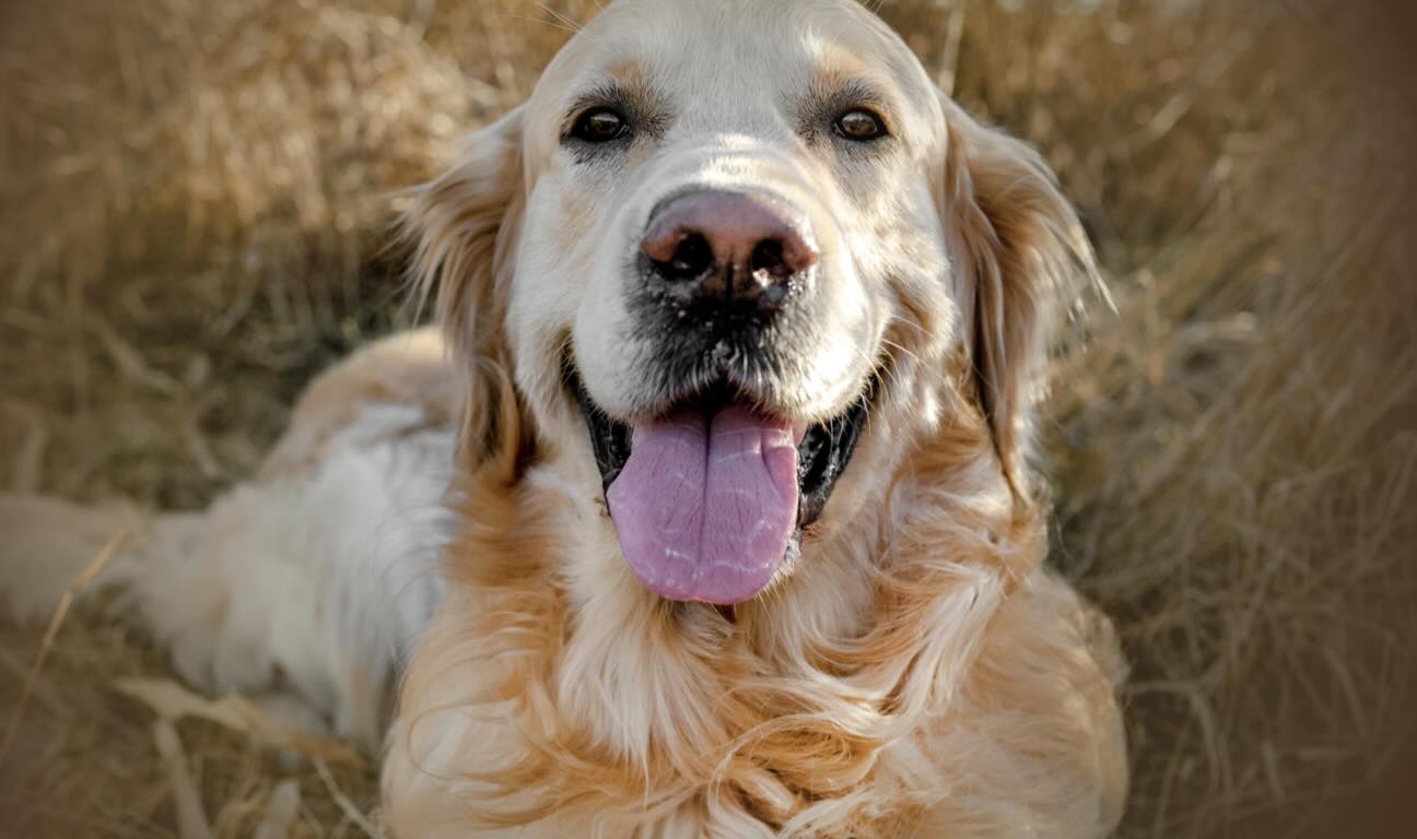 Actress Diane Keaton left behind not just a remarkable legacy but an important reminder about estate planning for our pets.
