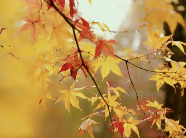 Family-owned enterprises represent nearly two thirds of all Canadian businesses... A poorly managed generational transition carries economic consequences that can ripple into employment, capital formation, municipal tax bases, and supply chains.