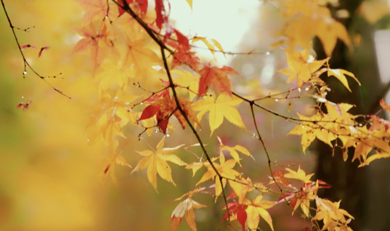 Family-owned enterprises represent nearly two thirds of all Canadian businesses... A poorly managed generational transition carries economic consequences that can ripple into employment, capital formation, municipal tax bases, and supply chains.