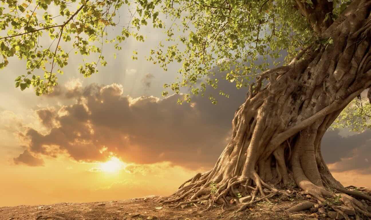 Losing a parent is one of life's most profound sorrows. For those in their 20s and 30s, this loss can feel particularly disorienting. As you navigate this complex journey, this guide offers compassionate support and practical coping strategies...