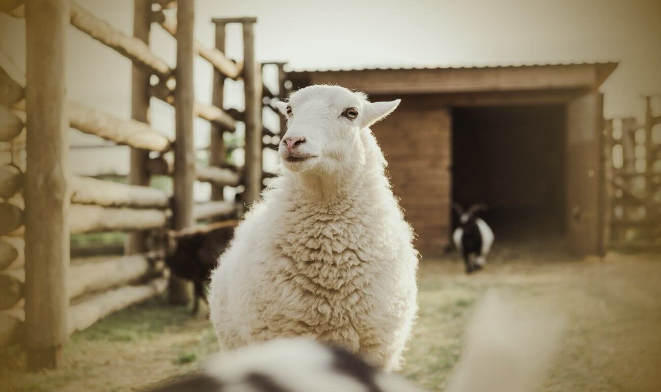 Agricultural Property Relief continues to play an important role in succession planning for UK farmers and landowners, but the rules are changing. This guide explains how it works, following the reforms confirmed by HMRC.